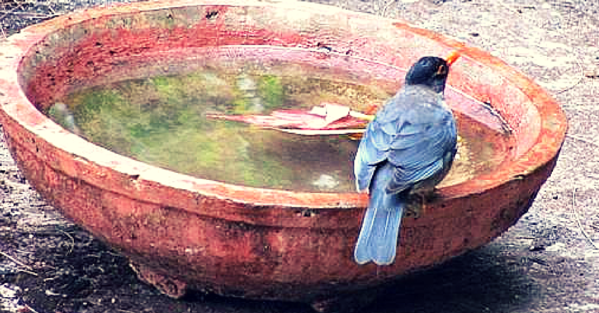 No More Angry Birds – Use This App to Provide Water to Thirsty Birds
