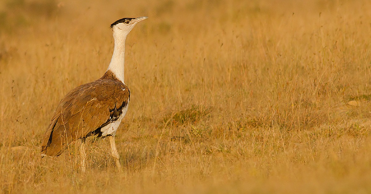 Rajasthan Welcomes a Baby Great Indian Bustard, while Another is Awaited