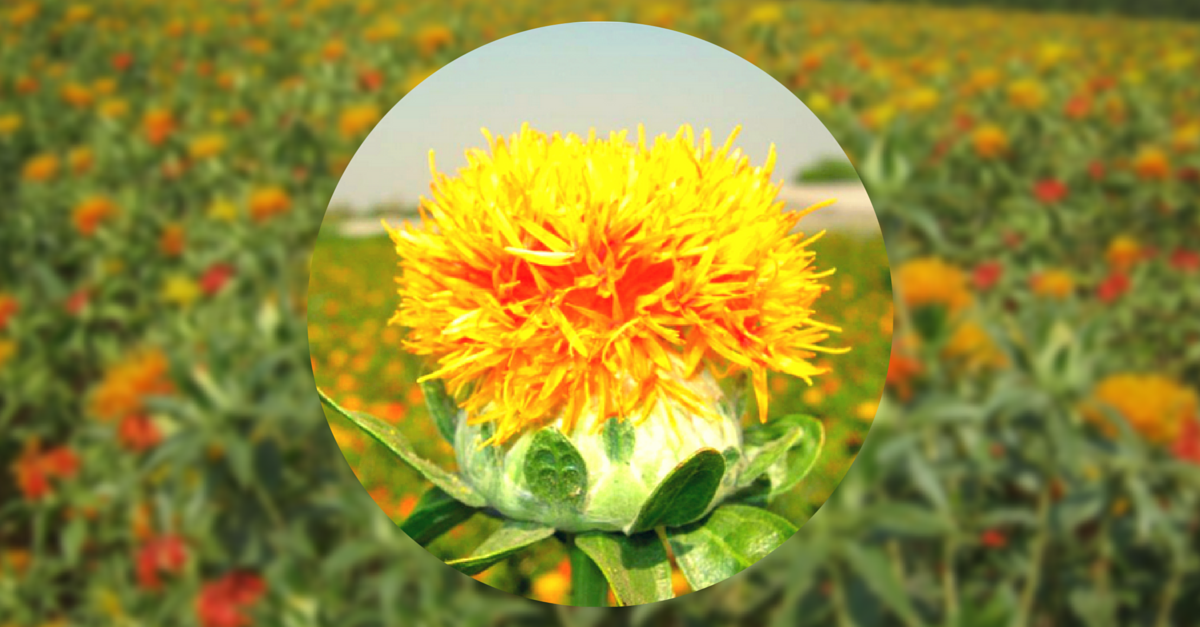 These Hybrid Varieties of Safflower Can Shake Up Agriculture and Farmer Income in the Dry States