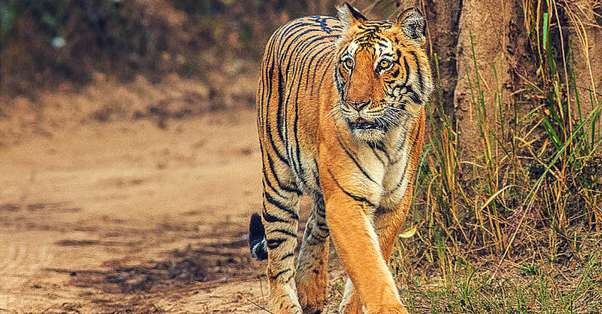 Roar! 70% of the World’s Tigers Live in India Now