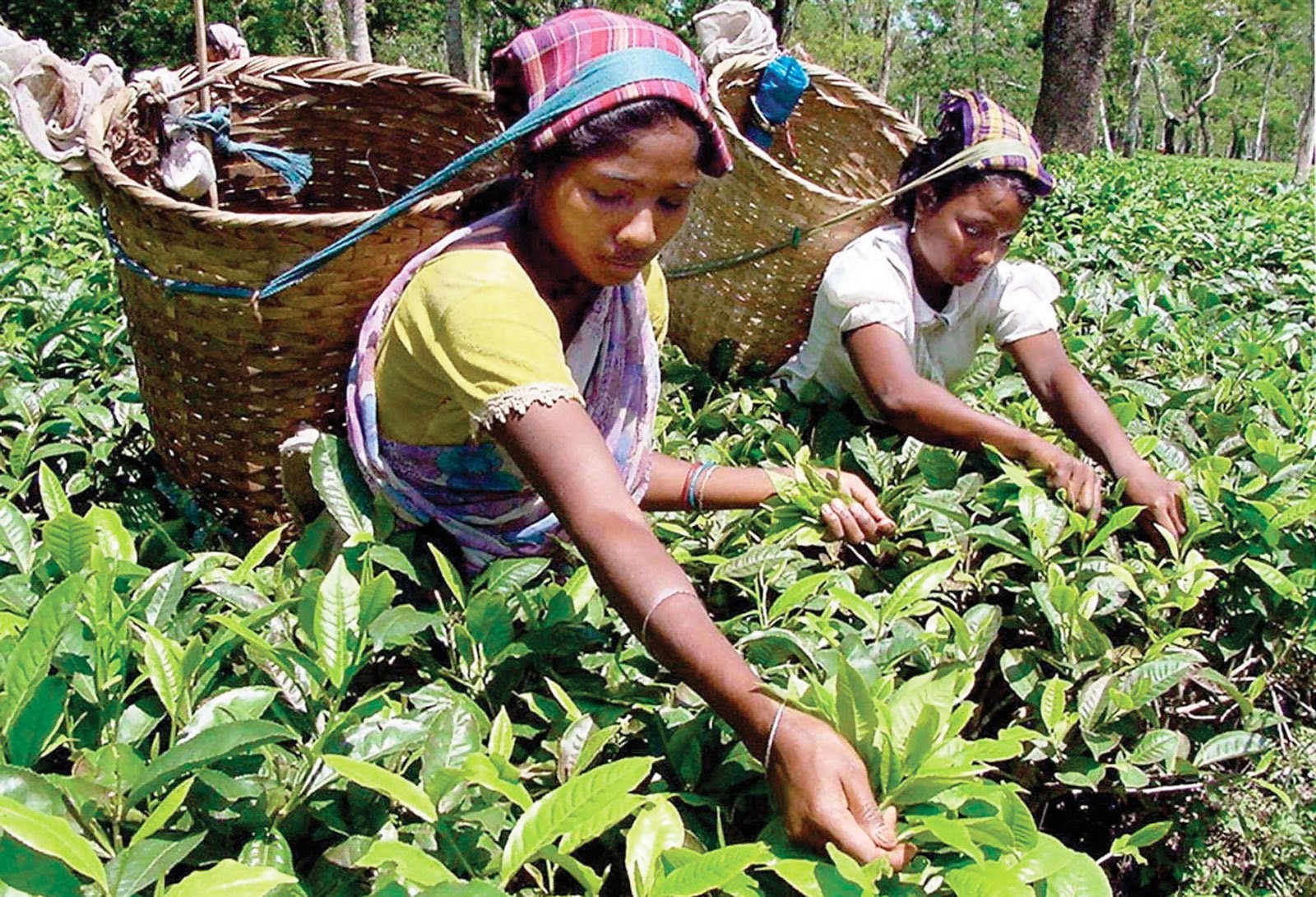 Assam s Tea Gardens Are Waging a War against Girl Trafficking