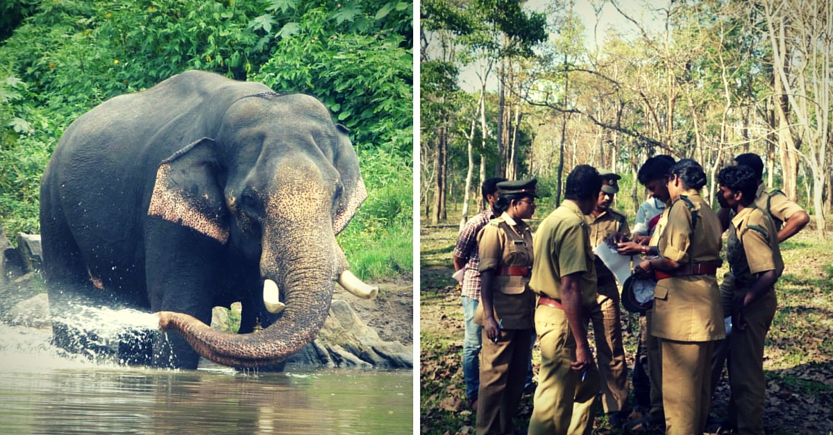 A Mobile-Based Service that Uses Community Power to Save Elephant & Human Lives in the Nilgiris