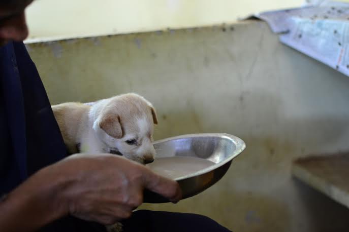 MY STORY: What a Little Puppy Called Gobi Gray Taught Us About Stray Dog  Adoption in India - The Better India