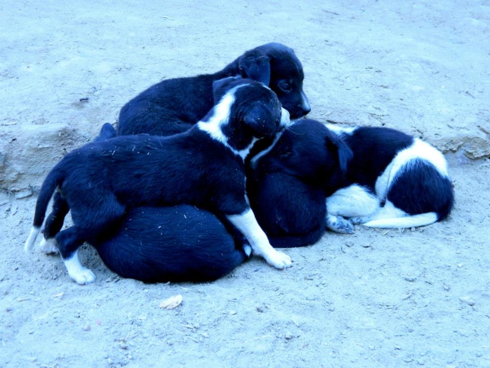 blue cross pet clinic vikaspuri