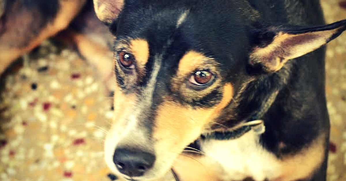 MY STORY: What a Little Puppy Called Gobi Gray Taught Us About Stray Dog Adoption in India