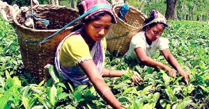 Assam's Tea Gardens Are Waging a War against Girl Trafficking. It's Both Inspiring & Heart-Breaking.