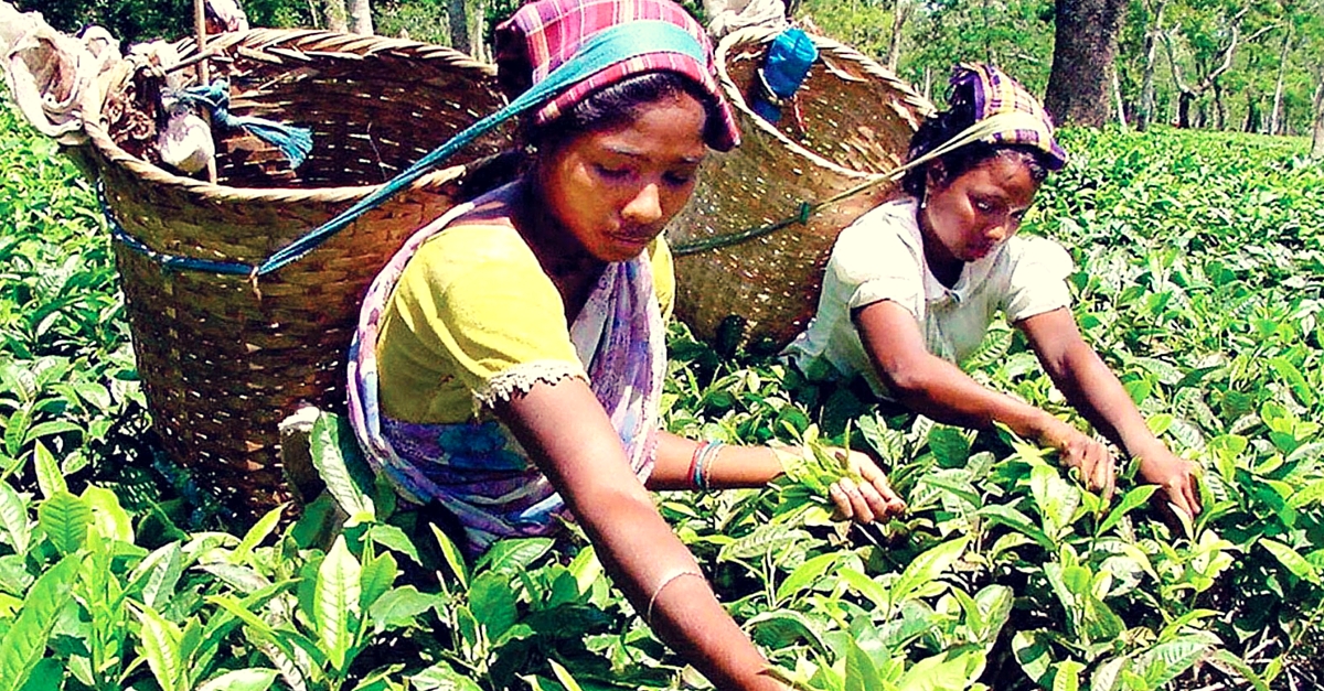 Assam's Tea Gardens Are Waging a War against Girl Trafficking. It's ...