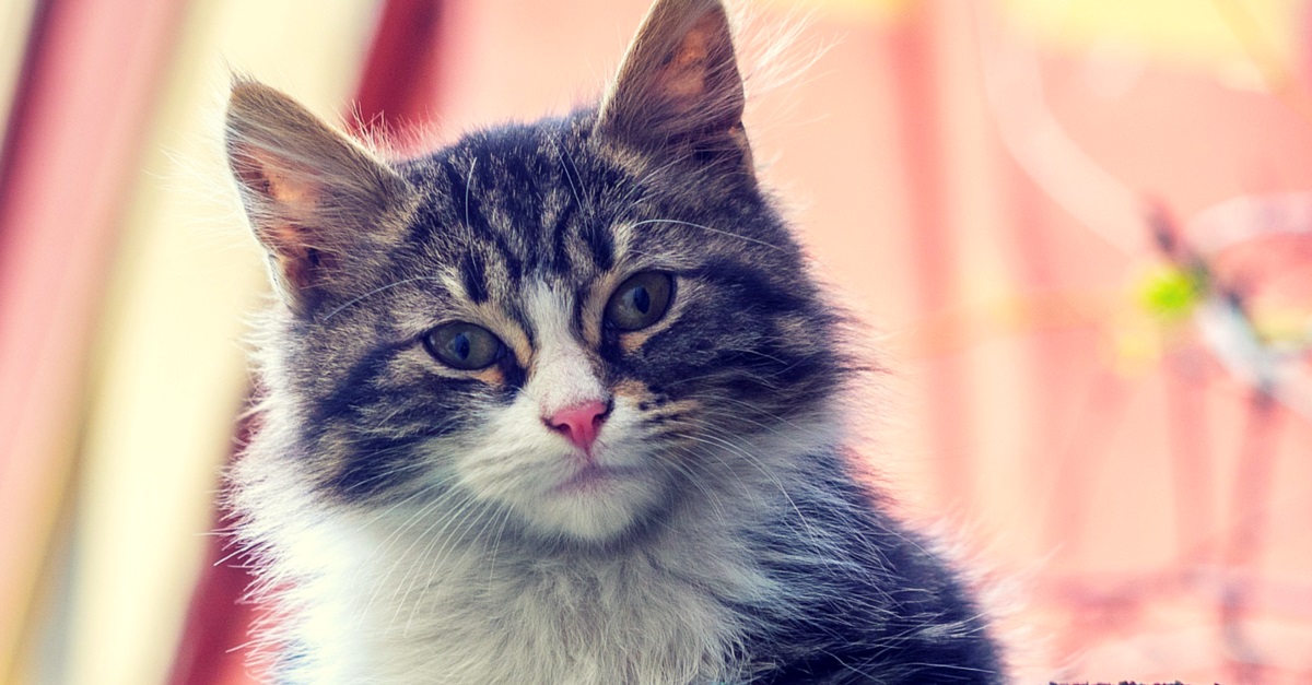 A 60-Year Old Man Restored Our Faith in Humanity When He Gave His Life to Save His Cat