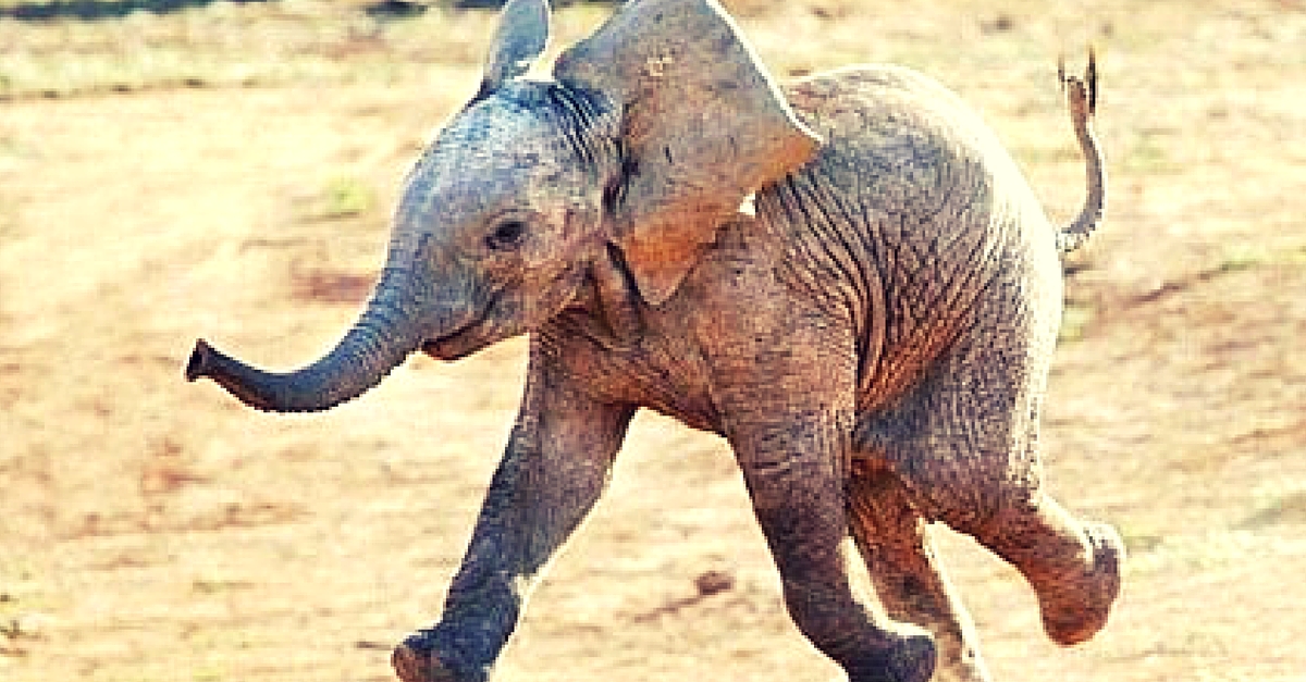 Watch How a Super Adorable Baby Elephant Was Rescued from a Dry Pit in AP