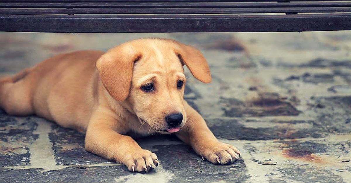 How People Across India Donated Rs 13 Lakh in a Day to Save an Animal Shelter from Shutting Down