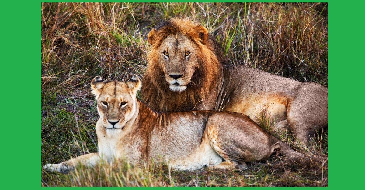 The Lion Population in Gir Has Increased, Thanks to the Villagers in the Area