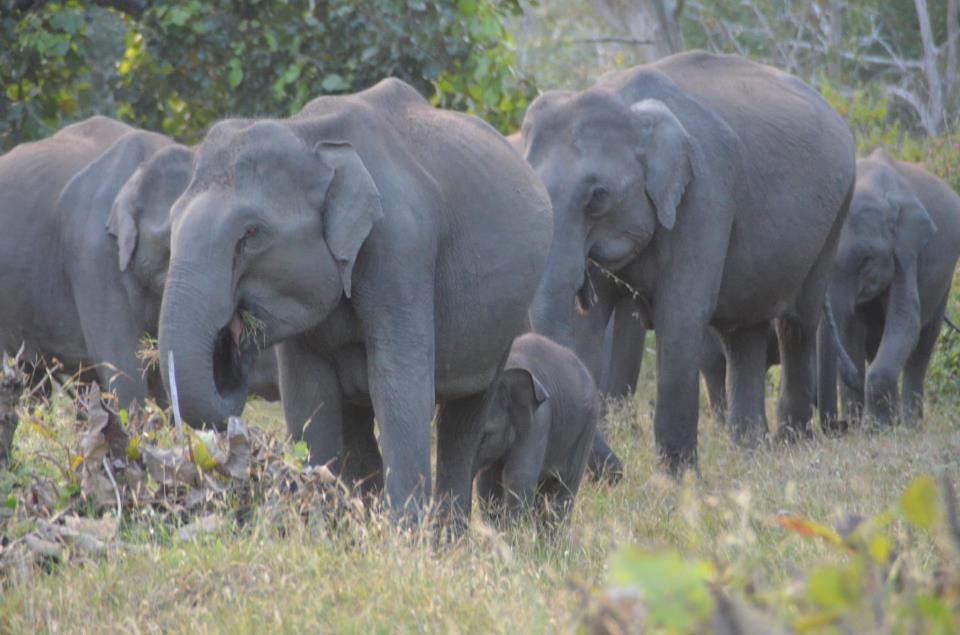 The idea is to provided safe habitat to both elephants and humans.