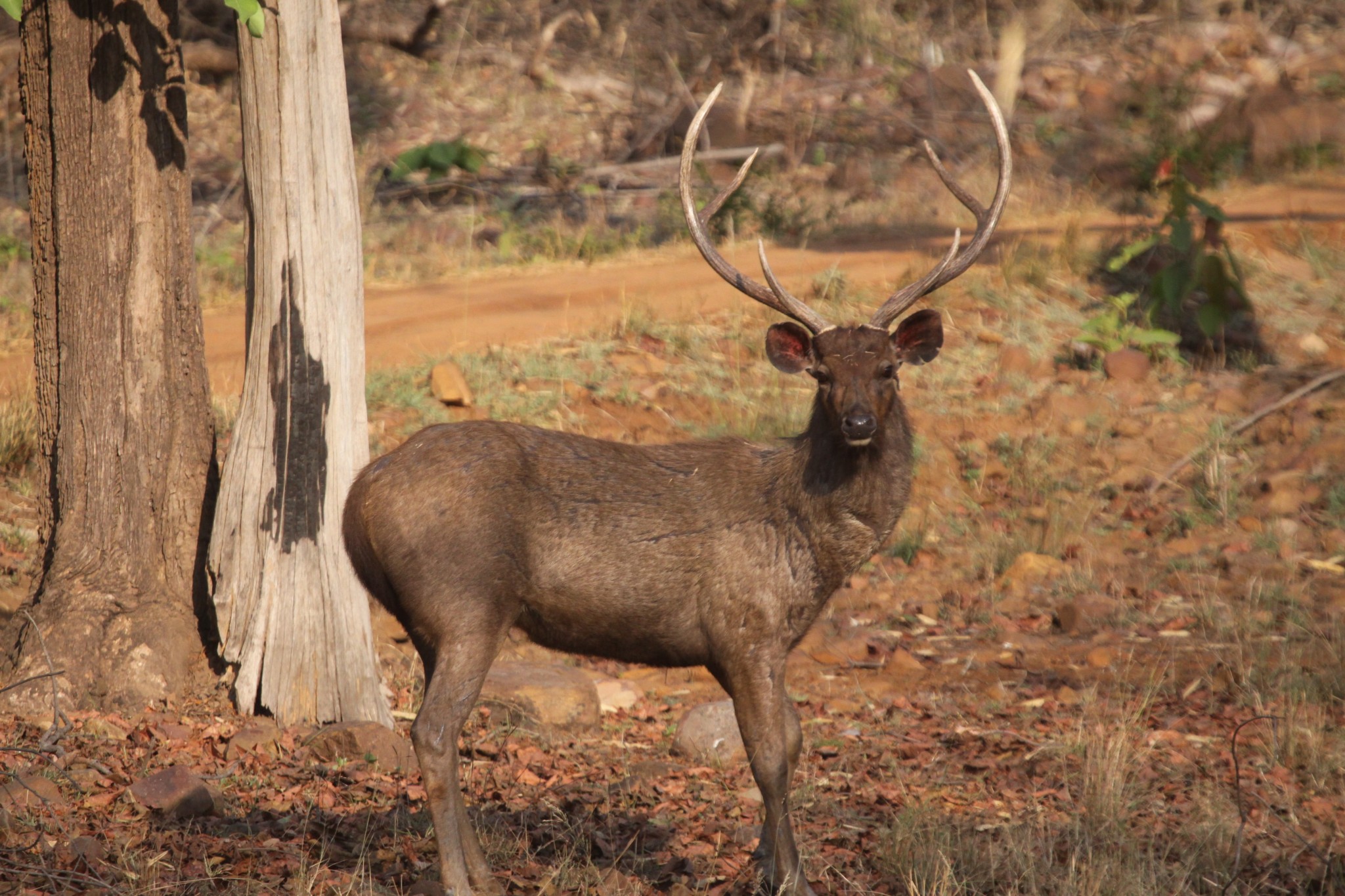 A Male Sambar Deer 