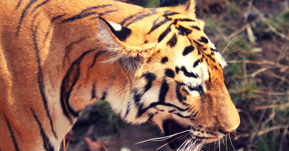MY STORY: I Spent 4 Days Exploring Tadoba Tiger Reserve. And They Were Spectacular!