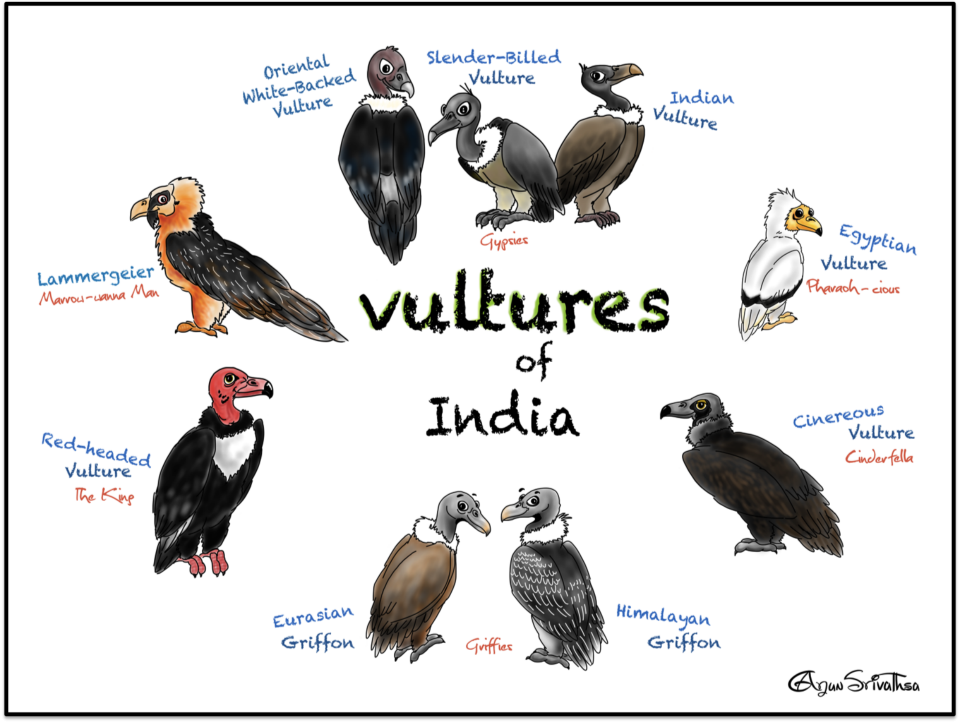 India has 9 species of gorgeous-looking vultures.