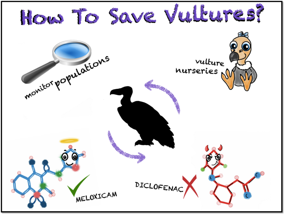 Vultures are super important in our ecosystem. They help clean up the dead stuff. It is possible to save them by putting some effort in: 1. Fully getting rid of Diclofenac (It is still available for human use) 2. Trying alternative drugs like Meloxicam – which has been tested to be safe 3. Increasing vulture numbers through breeding centres 4. Constantly and scientifically monitoring their populations