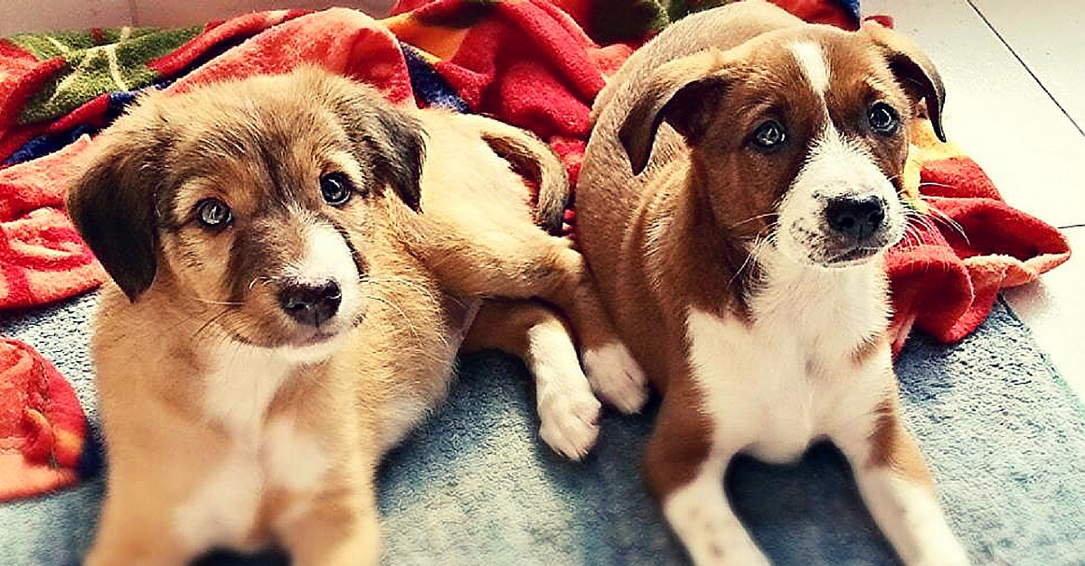 How Two Sisters and Their Puppy Love Led to over 100 Strays Finding Loving Homes