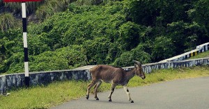 Hurrah! Animals Will Soon Be Able to Cross the Mumbai-Goa Highway Without Risking Their Lives
