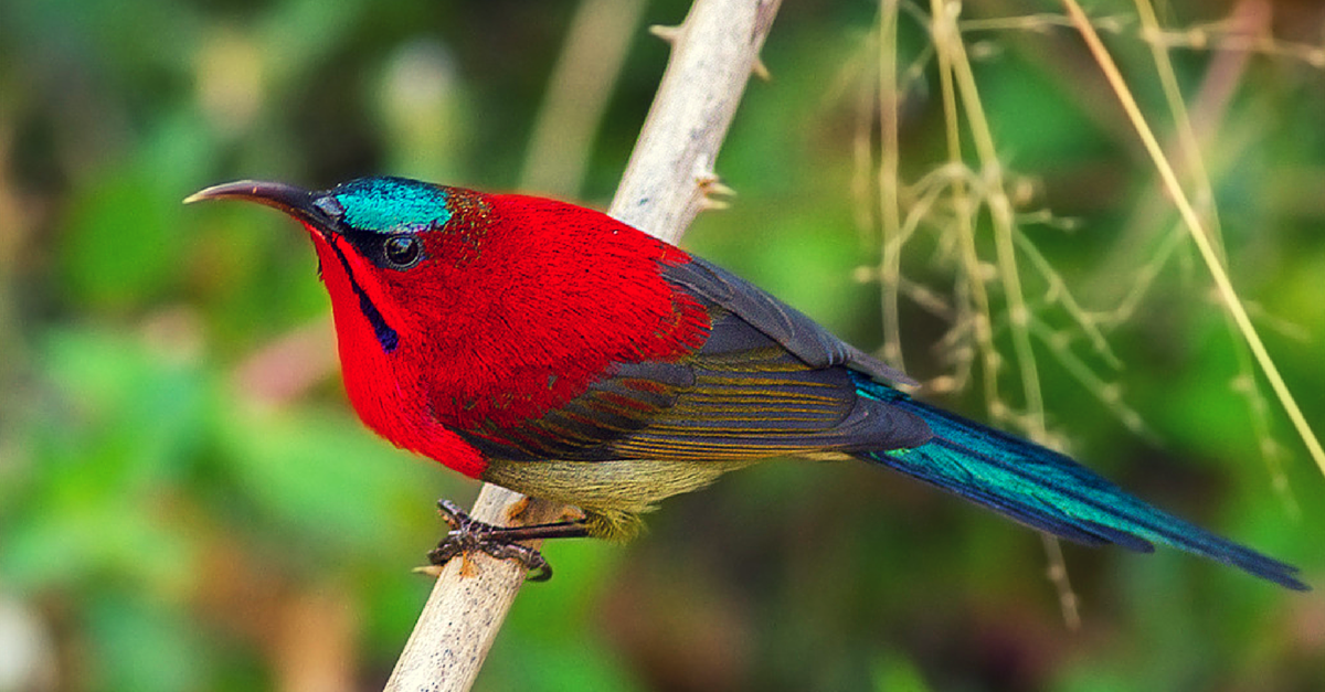 10 Spectacular Bird-Watching Sites in India You Cannot Afford to Miss