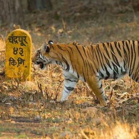 Tadoba Tiger Reserve 