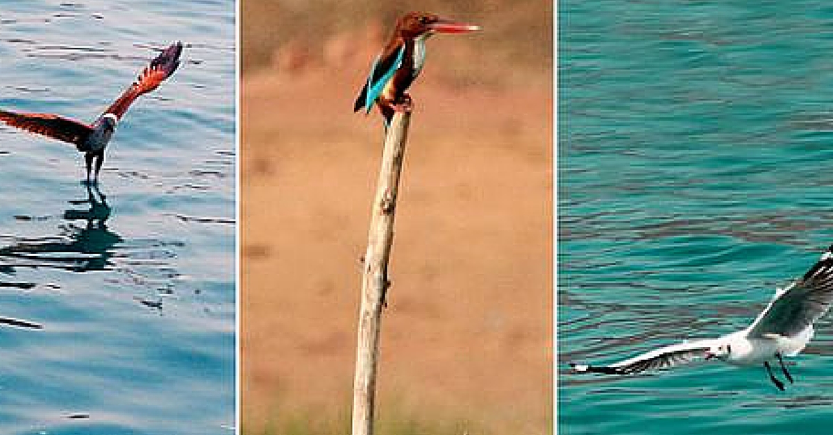 You Have Visited Goa for Its Beaches. Now You’ll Visit It for the Birds. This Is Why