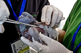 Every year hundreds of birds get injured due to the kite flying festival.