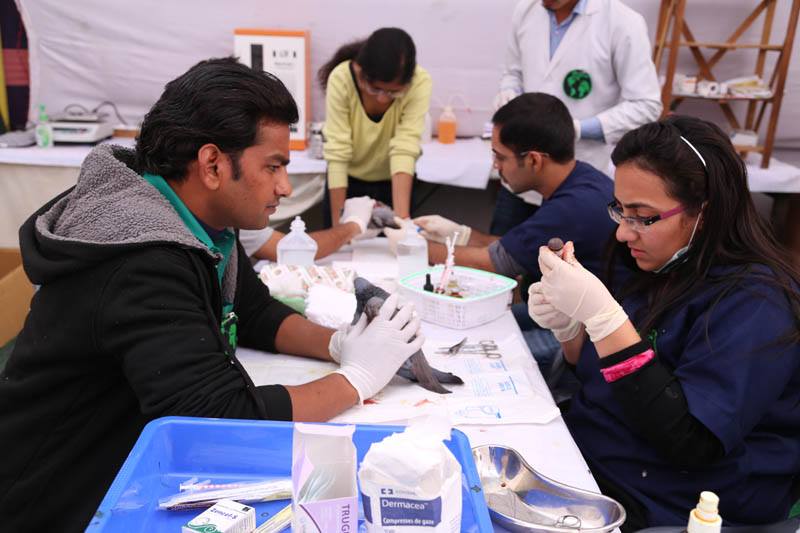 The team also organizes health camps for the birds.