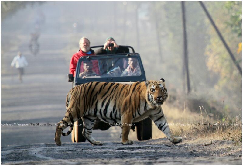 Award winning photograph of Tadoba Tiger reserve by Abhishek Yergude