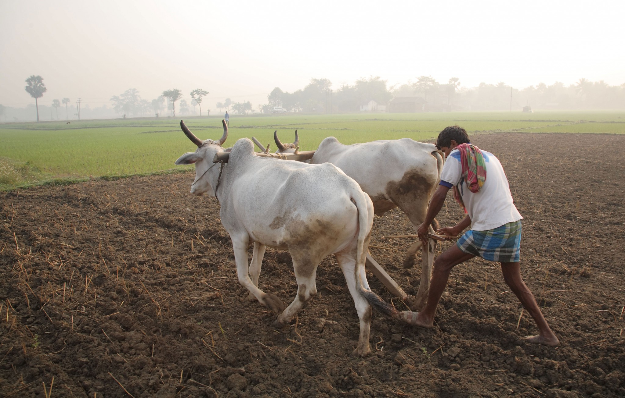Ploughing_with_cattle_in_West_Bengal