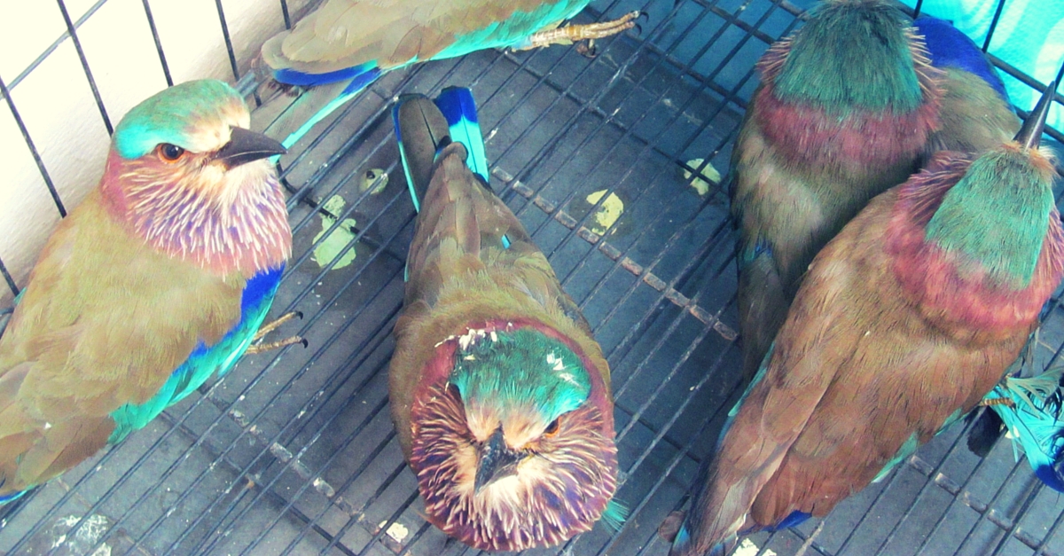 A Dussehra Superstition Is Killing This Beautiful Bird. Here’s How We Can Save It.