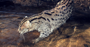 The State Animal of West Bengal Is Endangered. And Most of Us Don't Even Know Which Animal It Is.