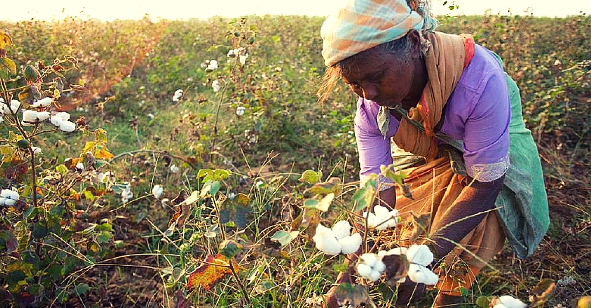 When Women Farmers Did What Scientists Couldn’t Do to Save Their Crops from Whitefly Attack