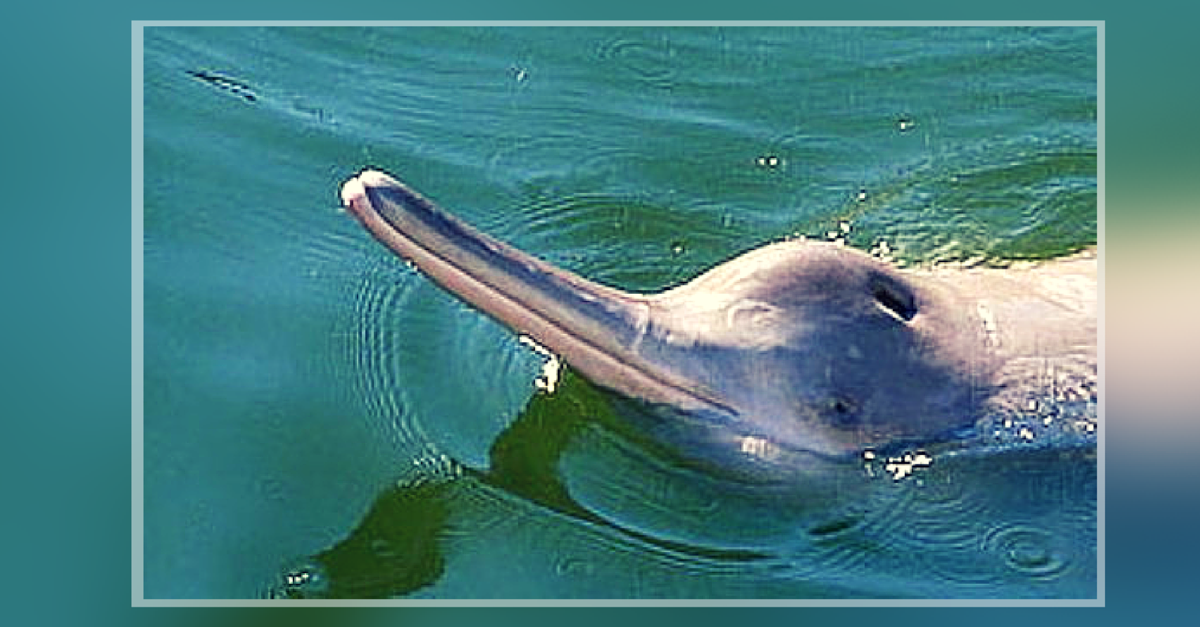 West Bengal Will Soon Have India’s First Community Reserve for Dolphins