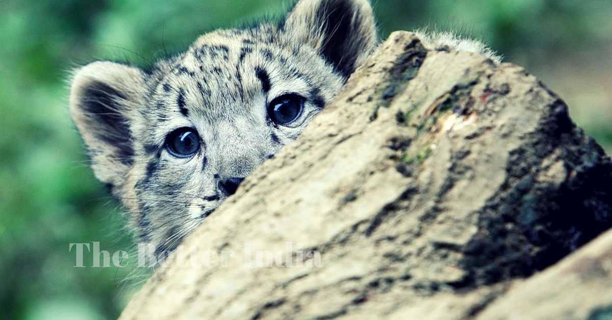 How 12 Countries Came Together to Save the Elusive Snow Leopard from Extinction