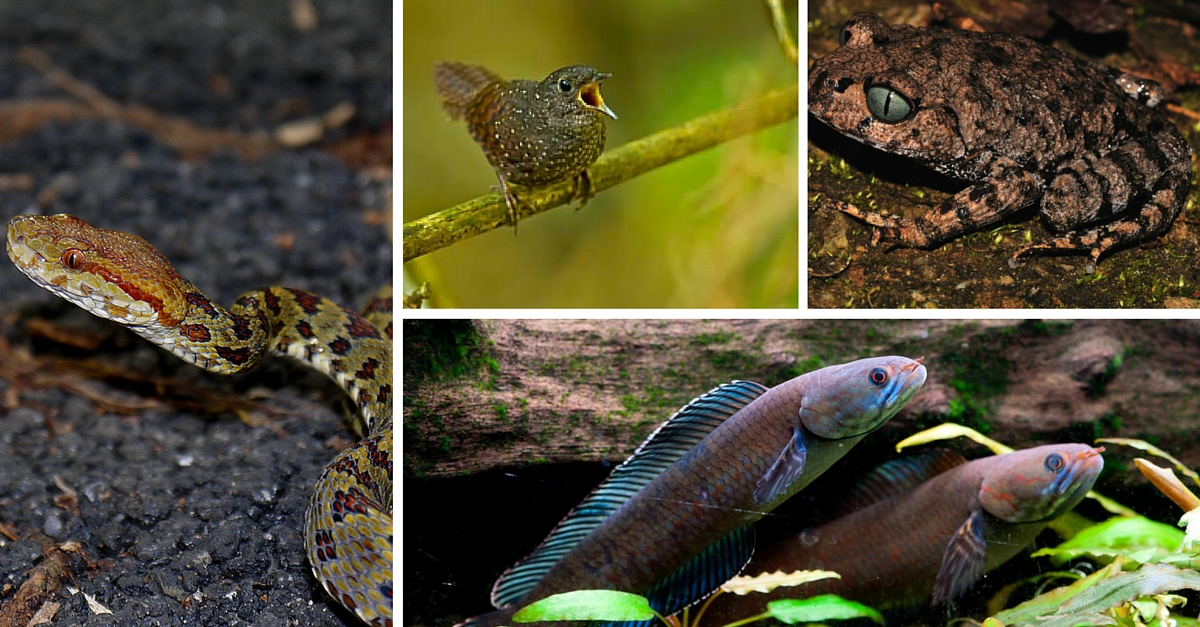 Sneezing Monkeys, Walking Fish – 211 Such Unusual Species Discovered in the Himalayas Recently