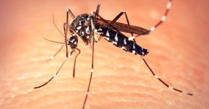 4 School Girls from Nagpur Develop an Eco-Friendly Mosquito Repellent System