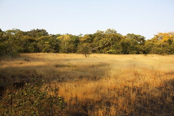 Welcome to Vulture Restaurant in Phansad Wildlife Sanctuary