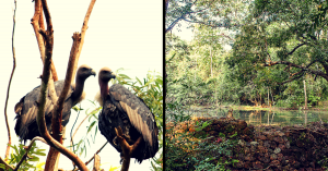 Their Food Was Killing Them. So These Vultures Got Their Own Restaurant!