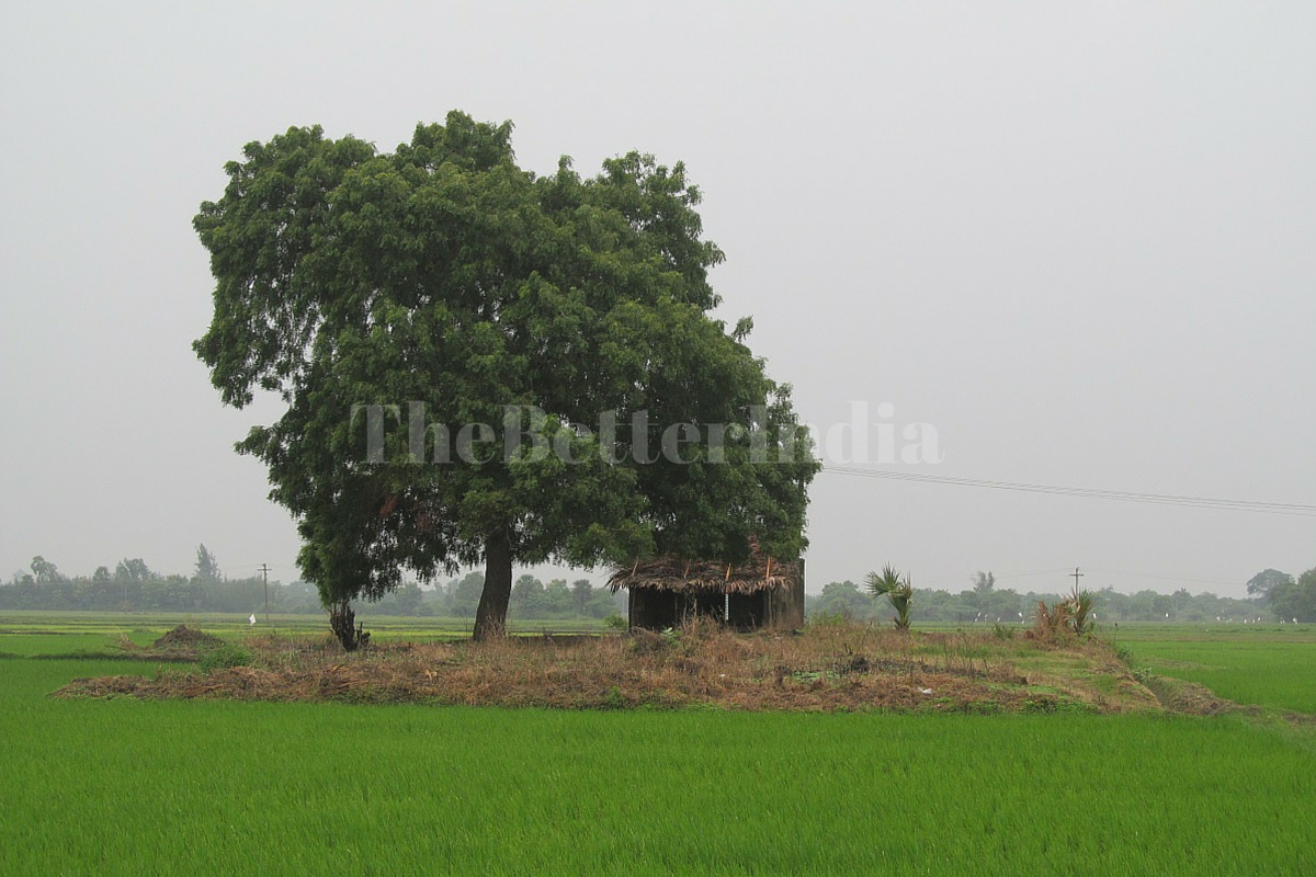 Organic Farming