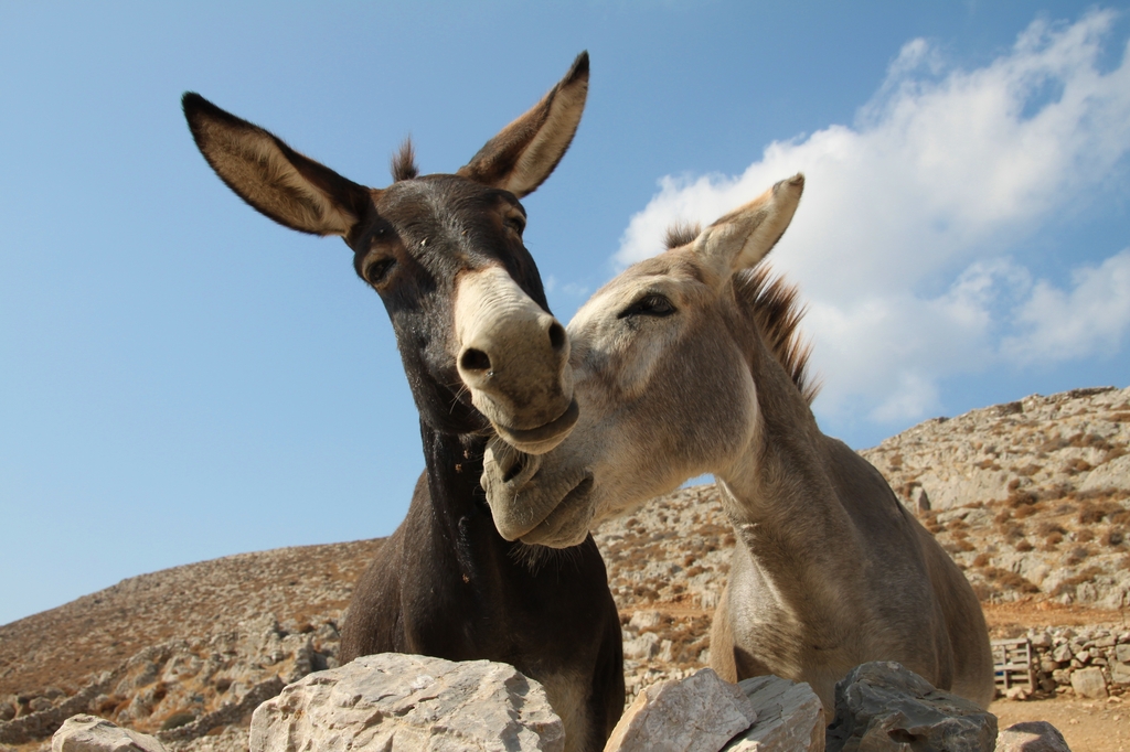 In Ahmedabad, Donkeys That Cure Depression