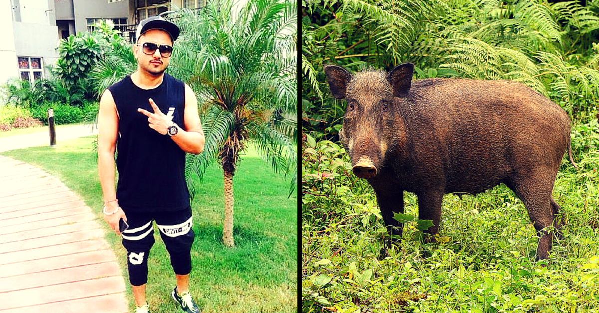 #FunnyFriday: Yo Yo Honey Singh Is Helping Farmers in Uttarakhand by Scaring Their Wild Boars Away!