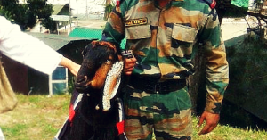 Meet Mastana, the Goat who is a Hawaldar in the Indian Army