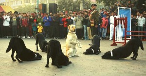 For the First Time After 26 Years, Army Dogs Will Feature in the Republic Day Parade