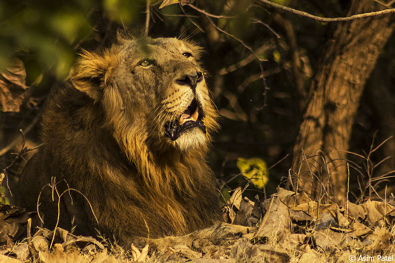 A male Asiatic lion rests under a tree