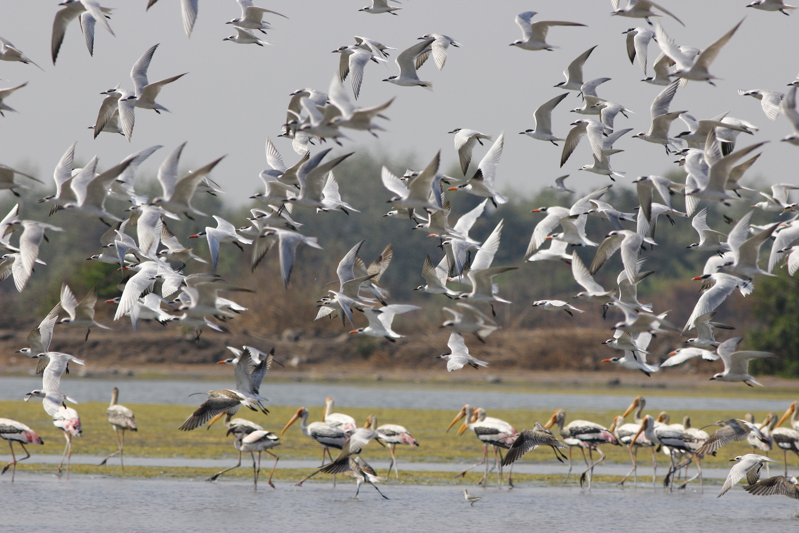 Bird Census 