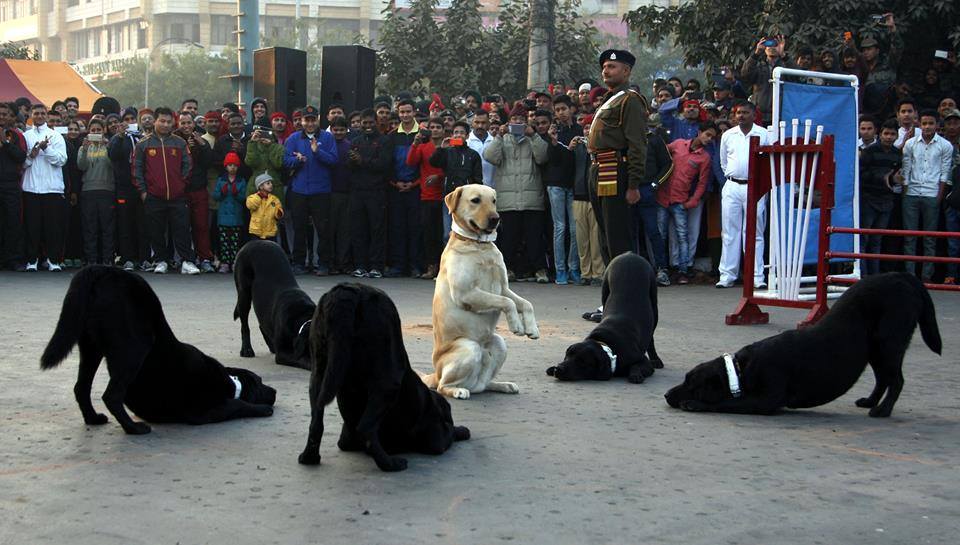 Indian army dogs