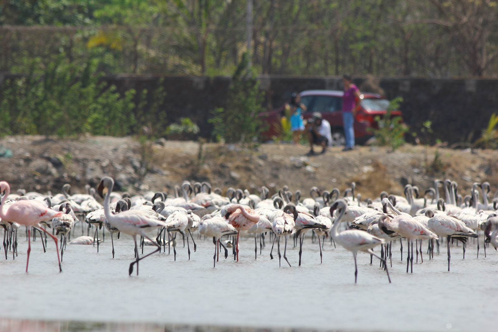 Bird Census 