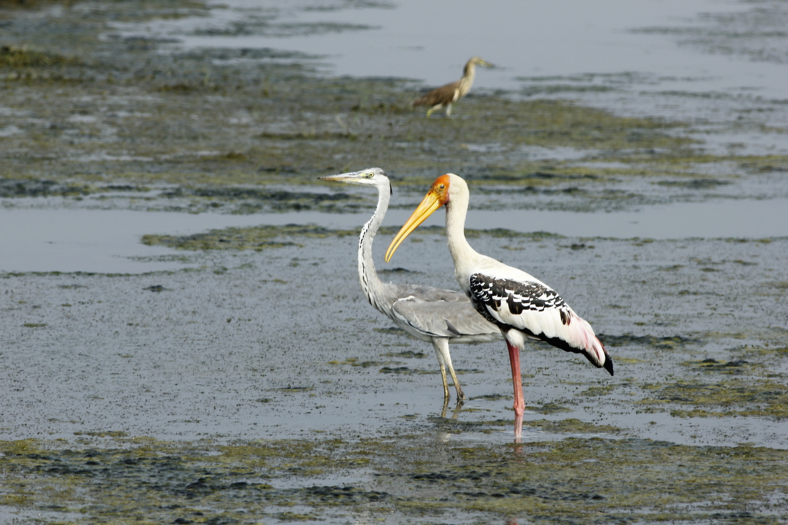 Bird Census 