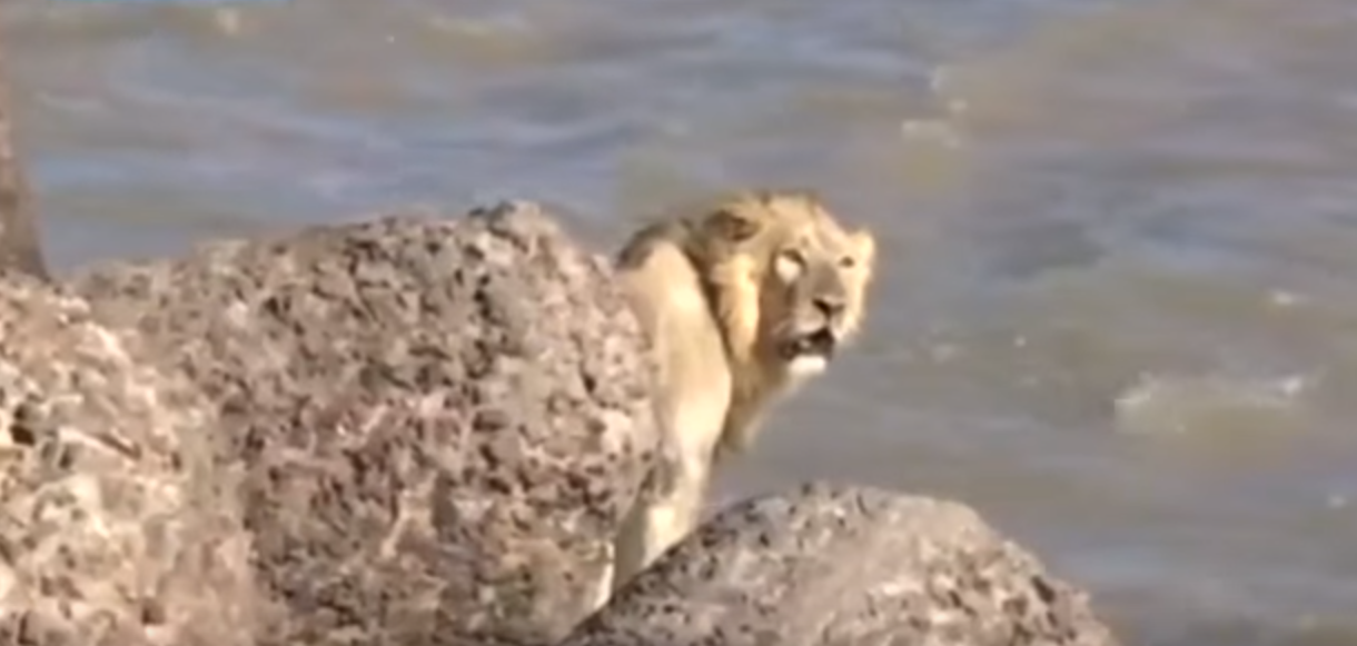 lion rescued