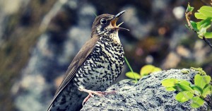 A Brand New Bird Has Just Been Discovered in North East India. Here's All You Need to Know about It